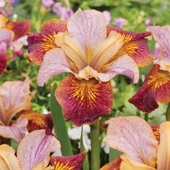 Iris sibirica 'Paprikash' 