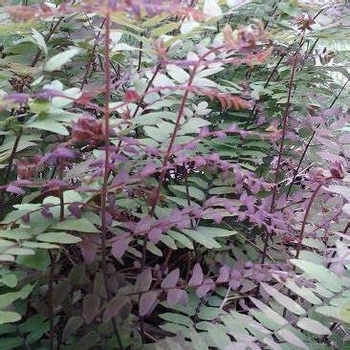 Osmunda regalis 'Purpurescens' 
