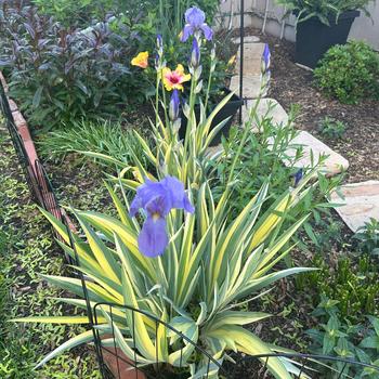 Iris pallida 'Aureovariegata' (298723)