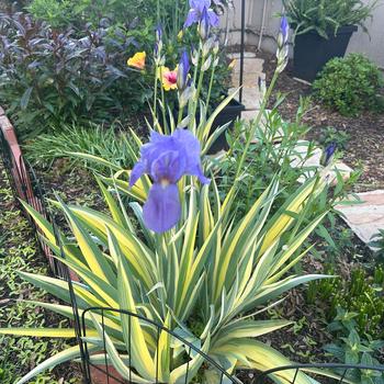 Iris pallida 'Aureovariegata' 