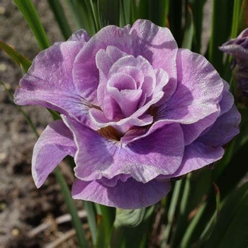 Iris sibirica 'Pink Parfait' 