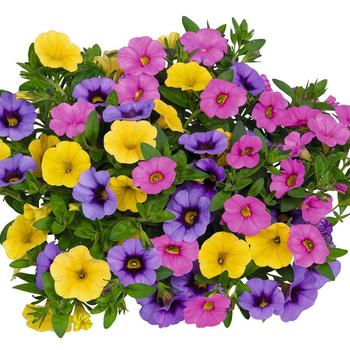 Combination Planter 'Hawaiian Color Clash' 