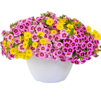 Combination Planter 'Summer Soltice' 29/593,938