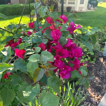 Bougainvillea 'Barbara Karst' (298728)