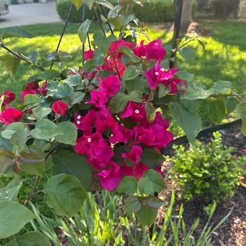 Bougainvillea 'Barbara Karst' 
