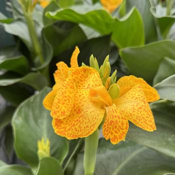 Canna x generalis 'Gold Leopard' 