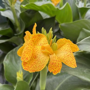 Canna x generalis Cannova® 'Gold Leopard' (298733)