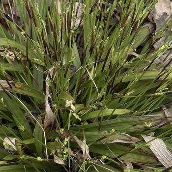 Carex plantaginea