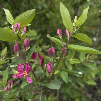 Lonicera tatarica