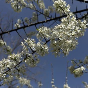Prunus americana