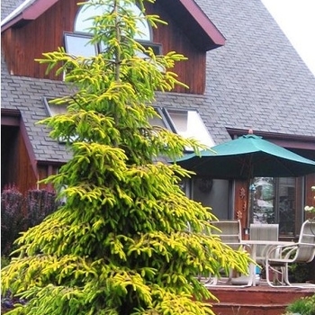 Picea orientalis 'Skylands' 