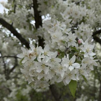 Malus 'Donald Wyman' 