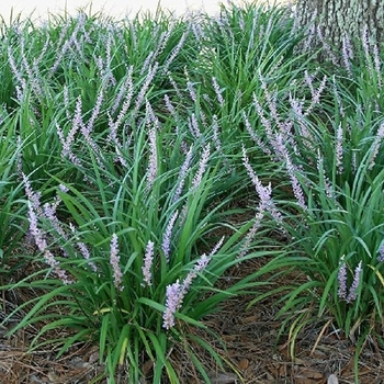 Liriope muscari 'Emerald Goddess®' 