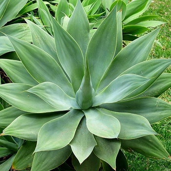 Agave attenuata