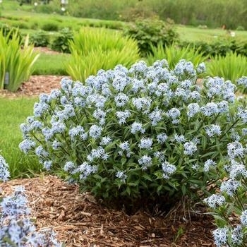 Amsonia hubrichtii 'Butterscotch™' 