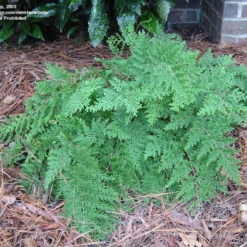 Selaginella braunii