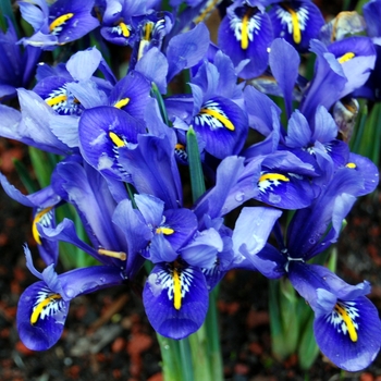 Iris germanica 'Jurassic Park' 