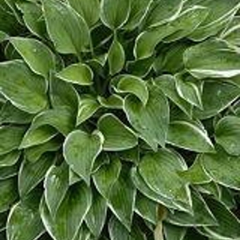 Hosta 'Yellow River' 