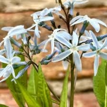 Amsonia 'Starstruck' PP32246