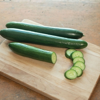 Cucumis sativus 'DRL-9510' 