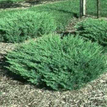 Juniperus horizontalis 'Plumosa Compacta' 