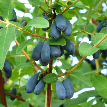 Lonicera caerulea 'Aurora' 