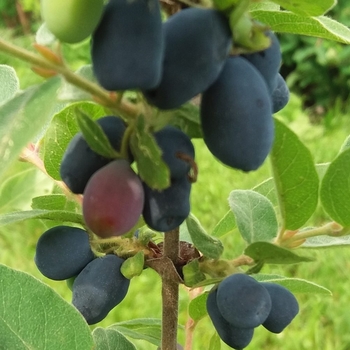 Lonicera 'Tundra' 