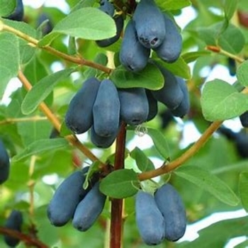 Lonicera 'Indigo Gem' 