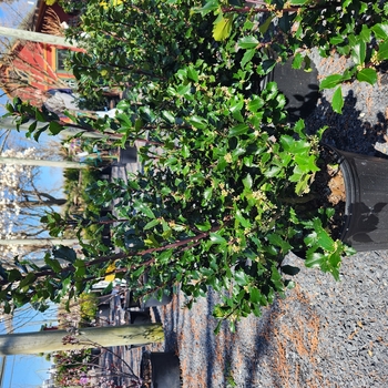 Ilex x meserveae 'Blue Prince' 