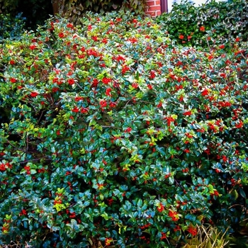 Ilex x meserveae 'Blue Princess' 
