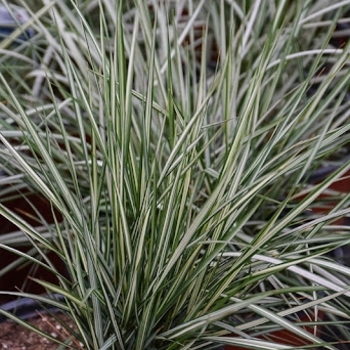 Calamagrostis x acutiflora 'Lightning Strike' 