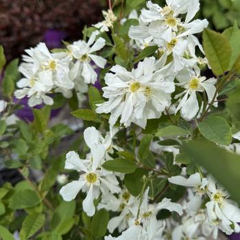Exochorda x macrantha 'Lotus Moon™' (298797)