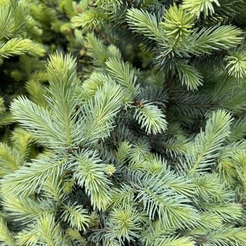Picea pungens 'Baby Blue®' 