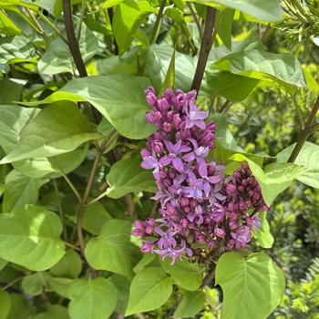 Syringa 'Virtual Violet™' (298800)