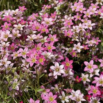 Saxifraga x arendsii Touran™ 'Pink' (298801)