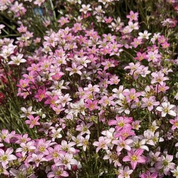 Saxifraga x arendsii 'Pink' 