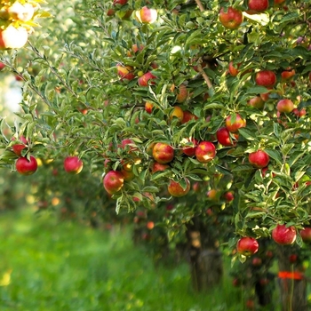 Malus domestica 'Gala' 