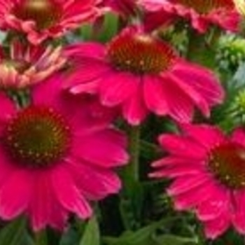 Echinacea purpurea 'Vintage Lavender' 