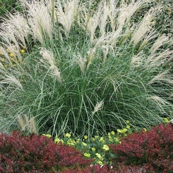 Miscanthus sinensis 'Little Kitten' 
