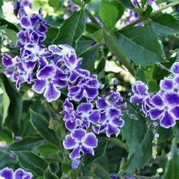 Duranta erecta