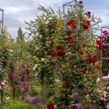 Rosa 'Lady In Red' 
