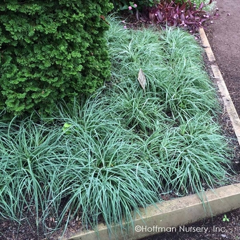 Carex glauca 'Blue Zinger' 