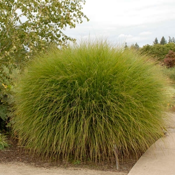 Miscanthus sinensis 'Gracillimus Nana' 