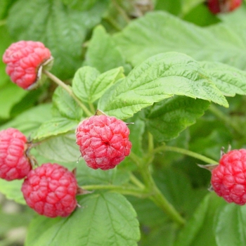 Rubus idaeus 'Boyne' 