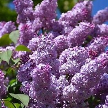 Syringa vulgaris
