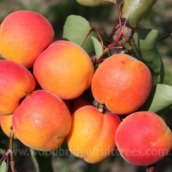 Prunus armeniaca 'Moorpark' 