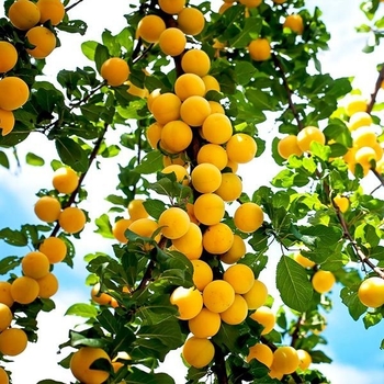 Prunus armeniaca 'Puget Gold' 
