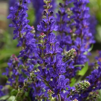 Salvia nemorosa 'Dark Matter™' 