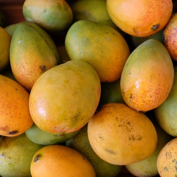 Mangifera indica 'Carrie' 
