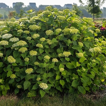 Hydrangea arborescens 'FlowerFull™' 
